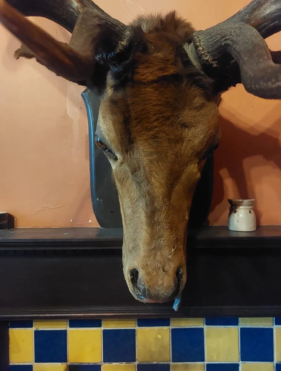 Antler head mounted - Image 2