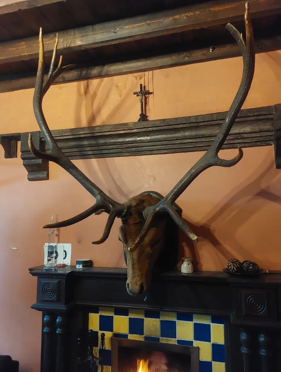Antler head mounted - Image 3