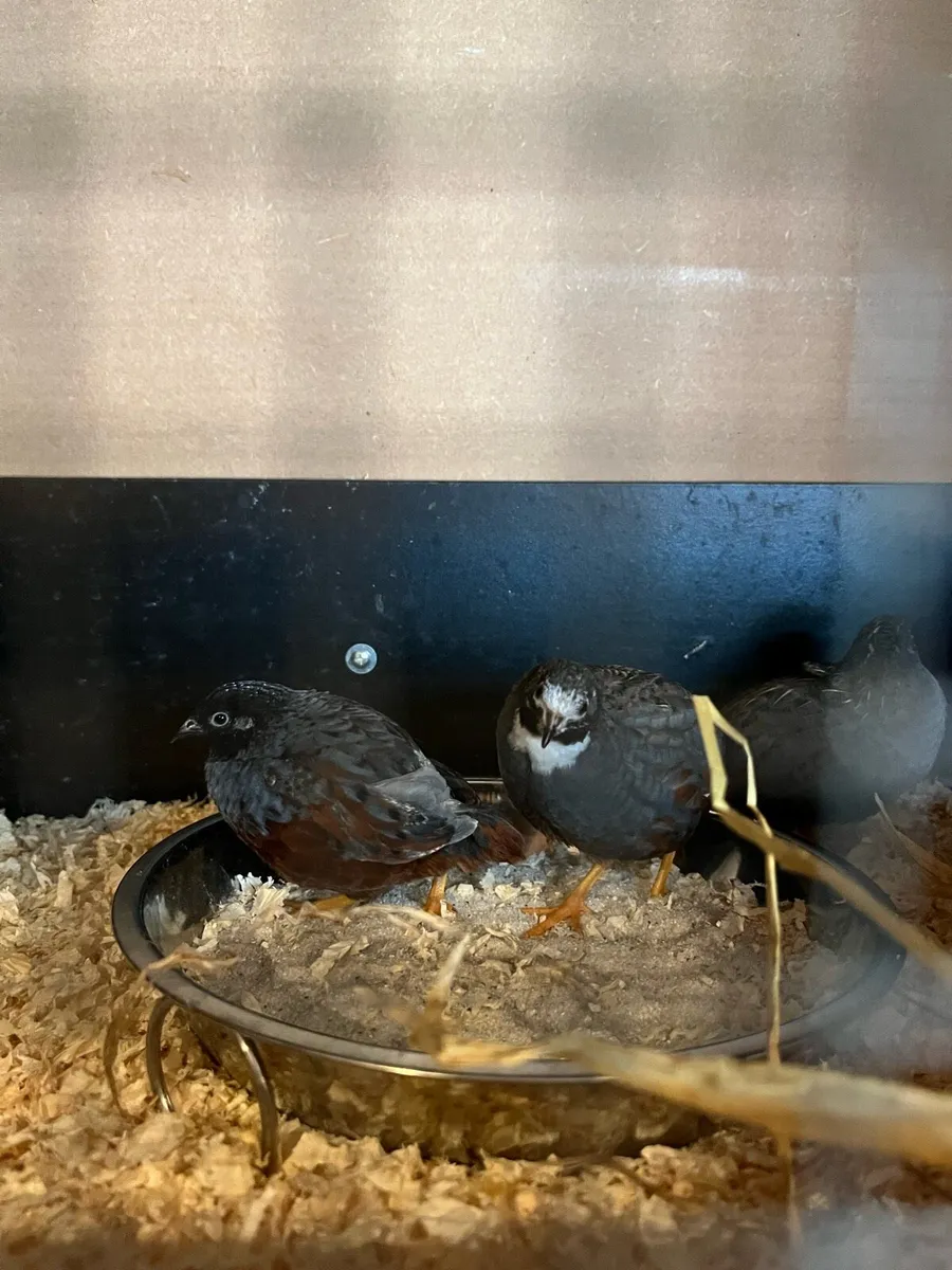 Male Button Quail trio - Image 4