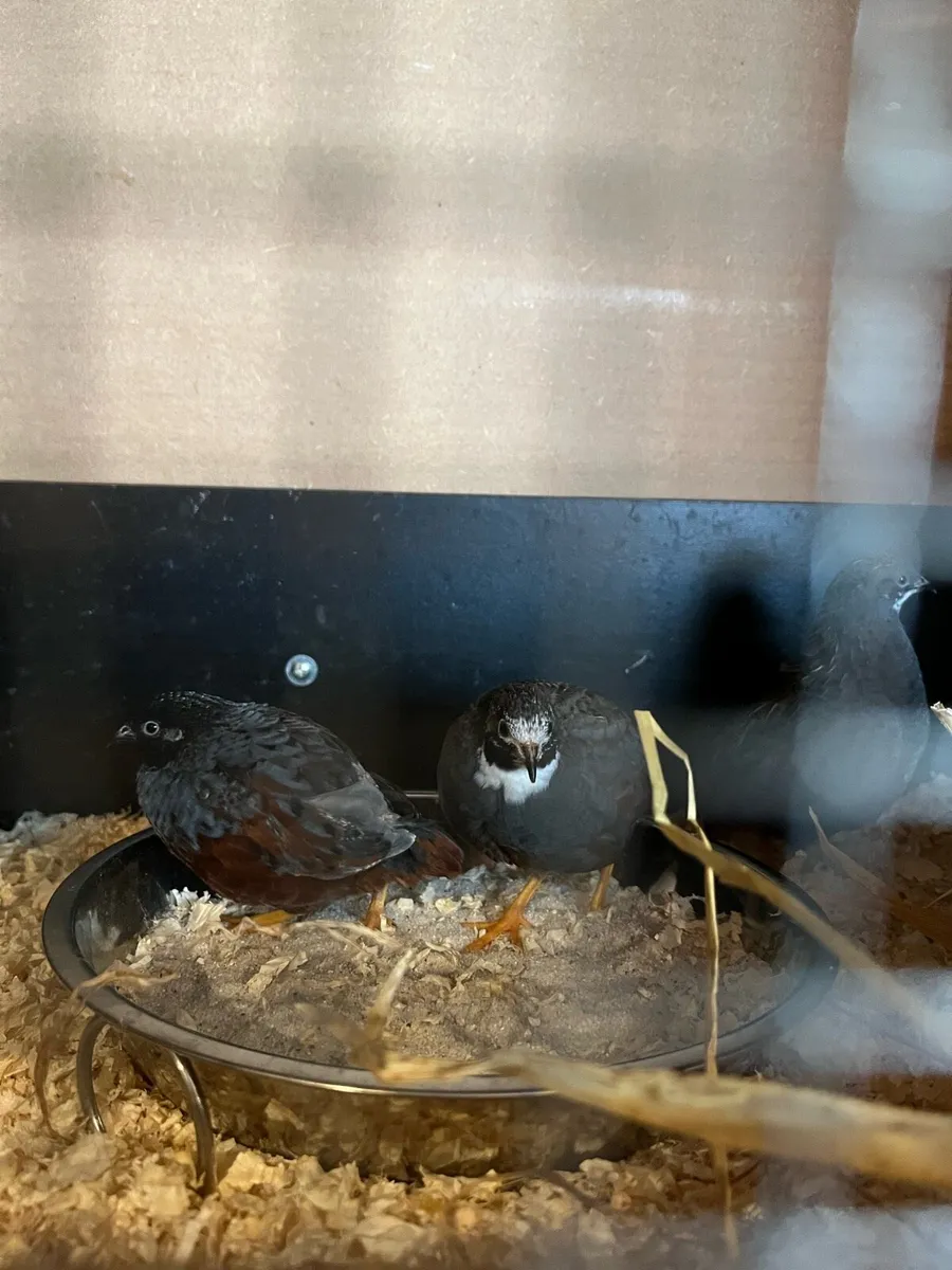 Male Button Quail trio - Image 1