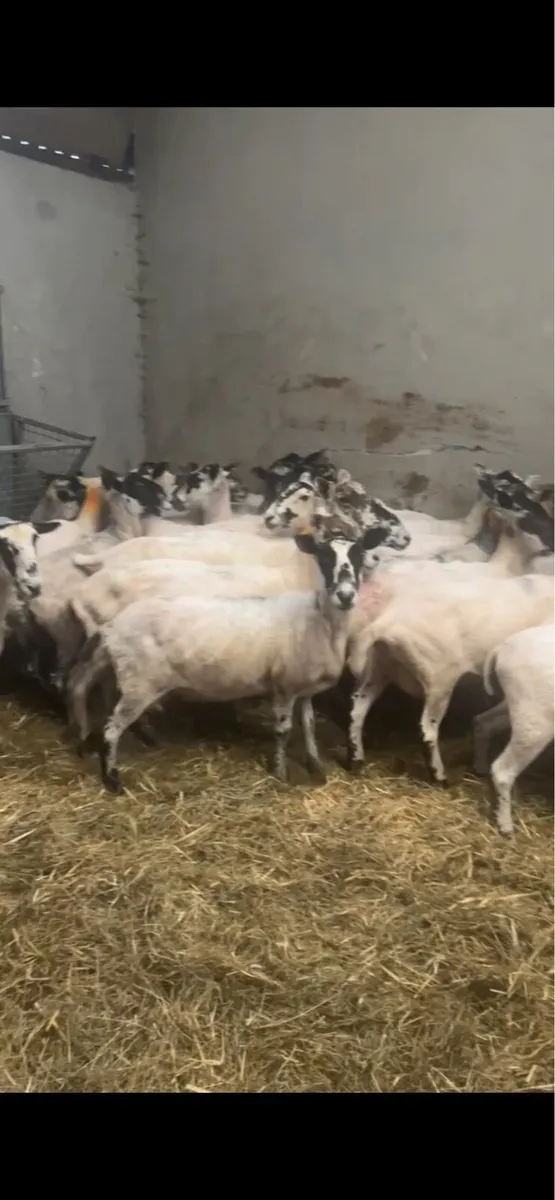 22 serious mule ewes - Image 1