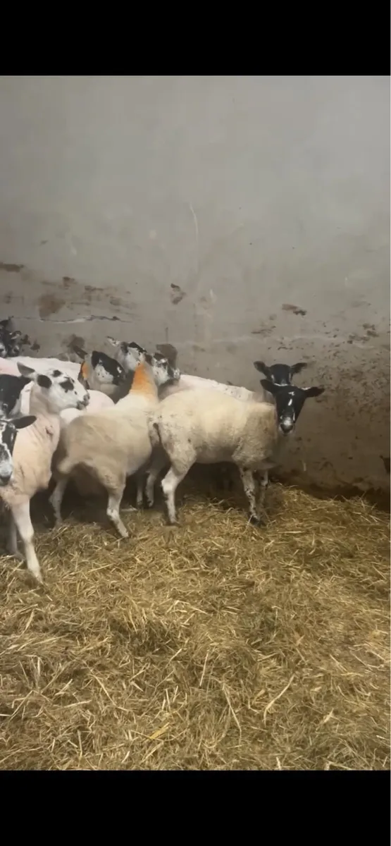 22 serious mule ewes - Image 3