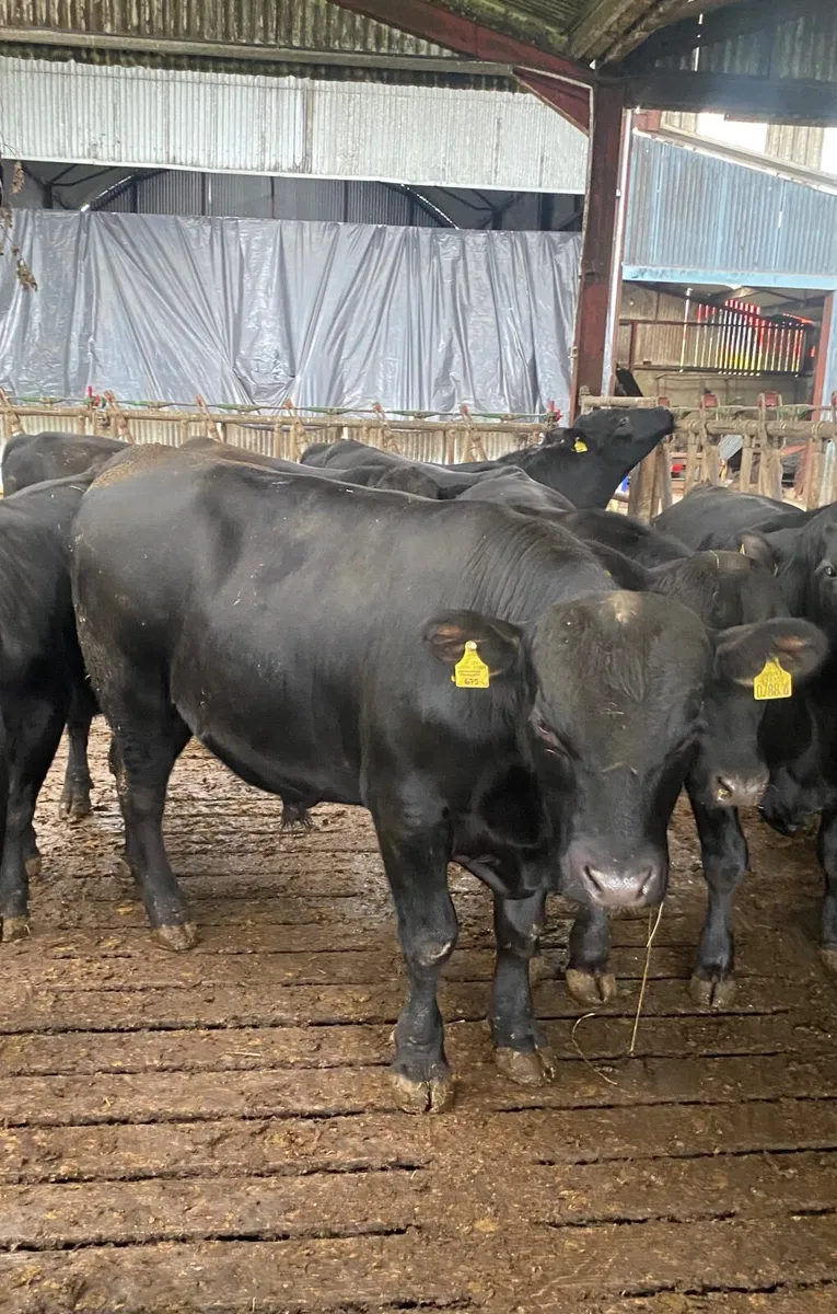Pedigree Aberdeen Angus bulls and heifers - Image 3