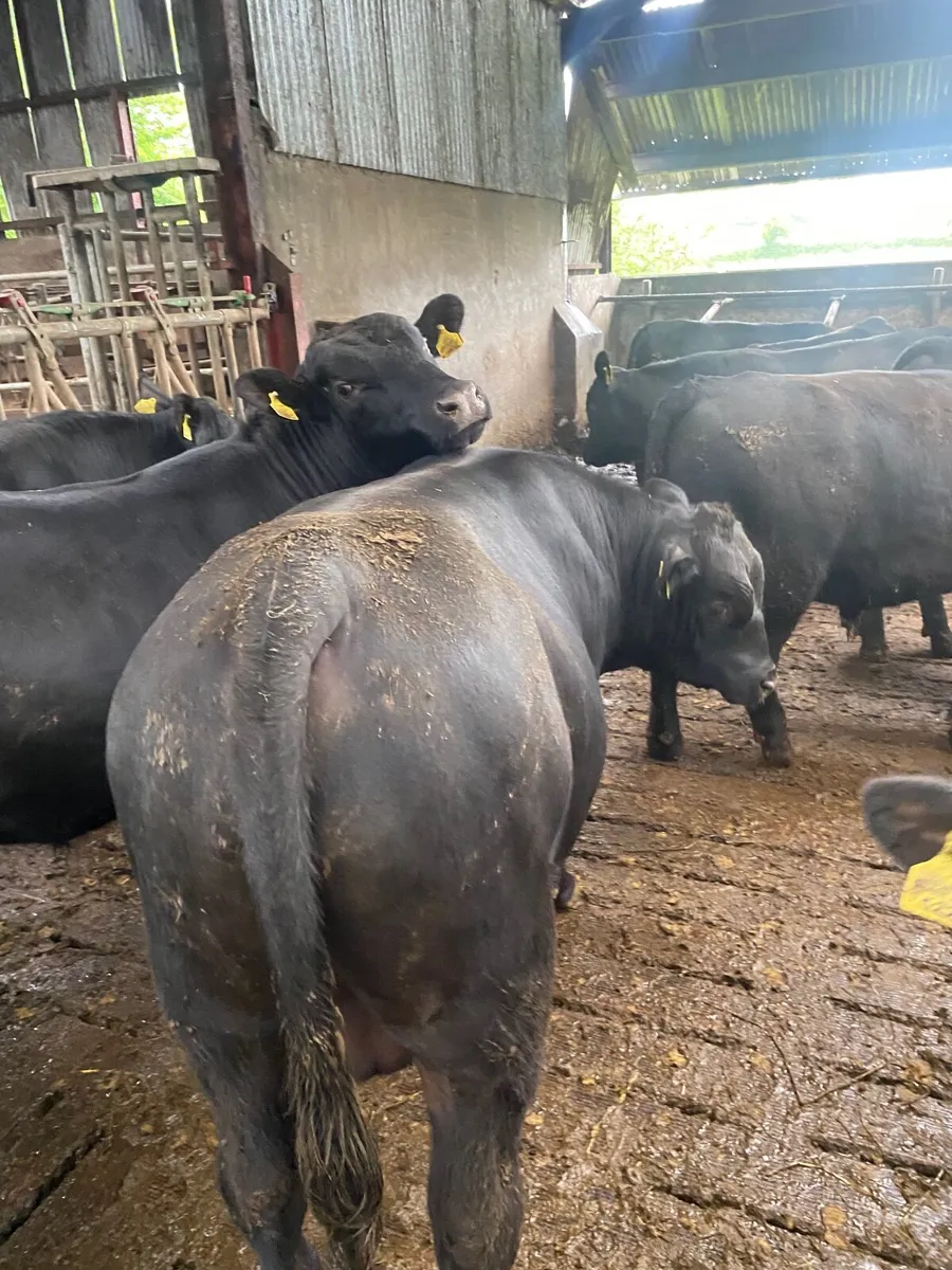 Pedigree Aberdeen Angus bulls and heifers - Image 4