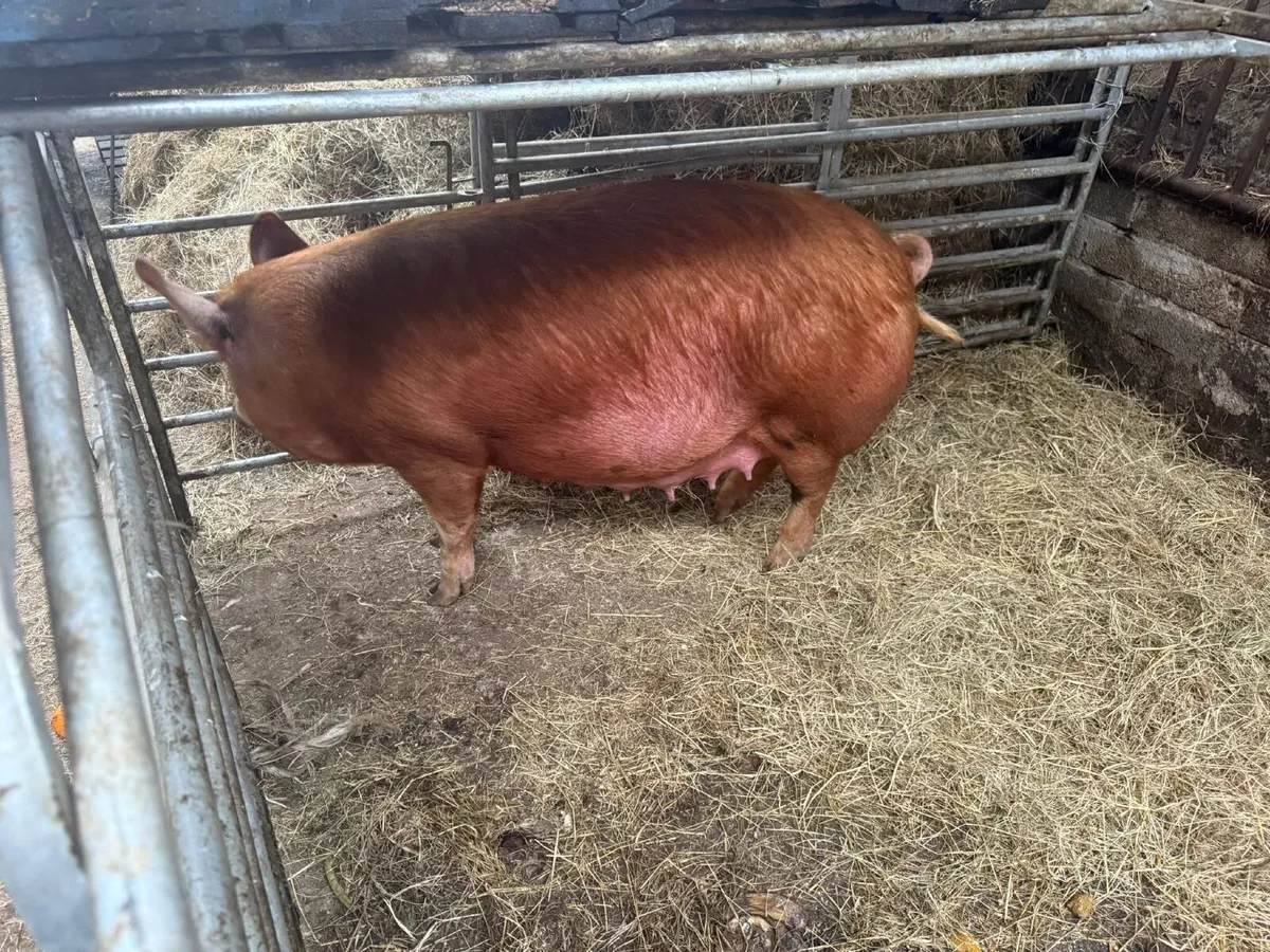 Sow farrowing - Image 1