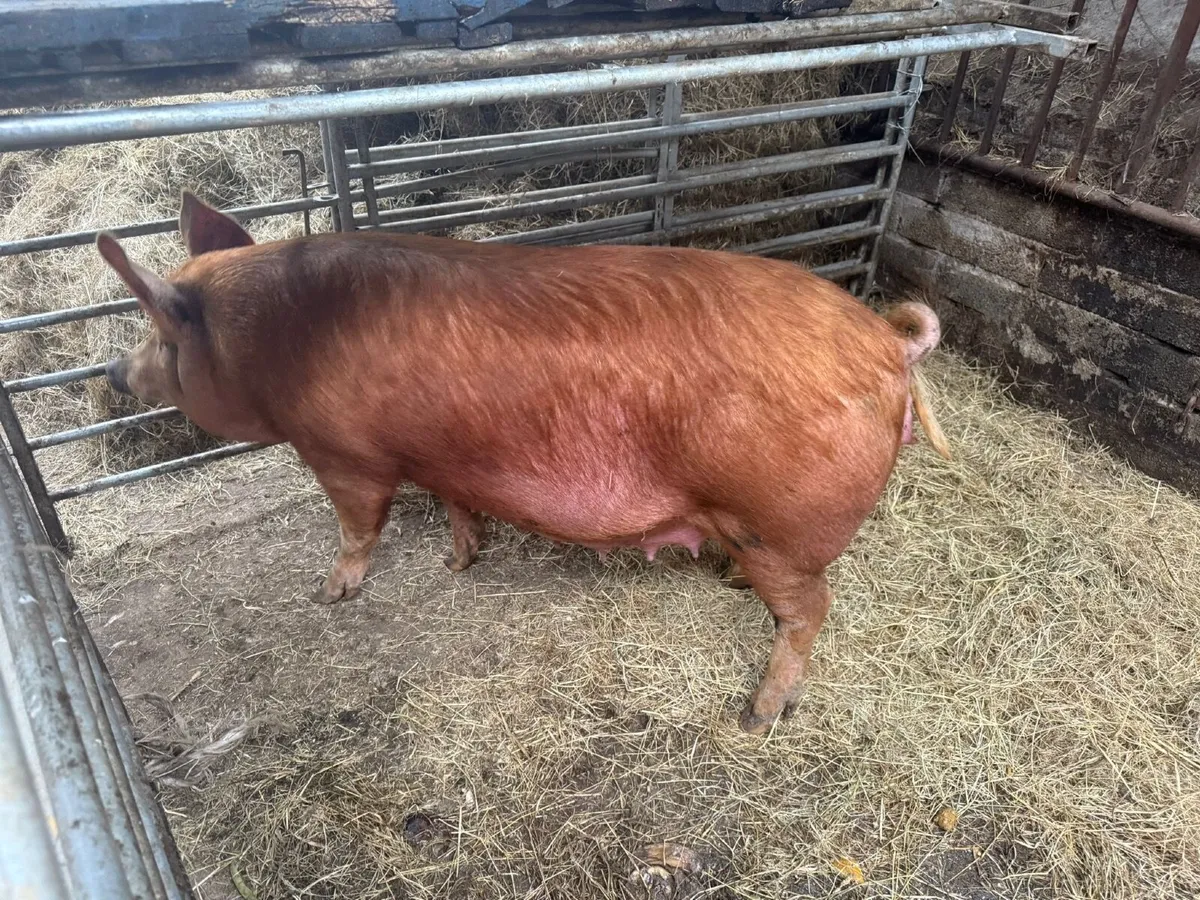 Sow farrowing - Image 2