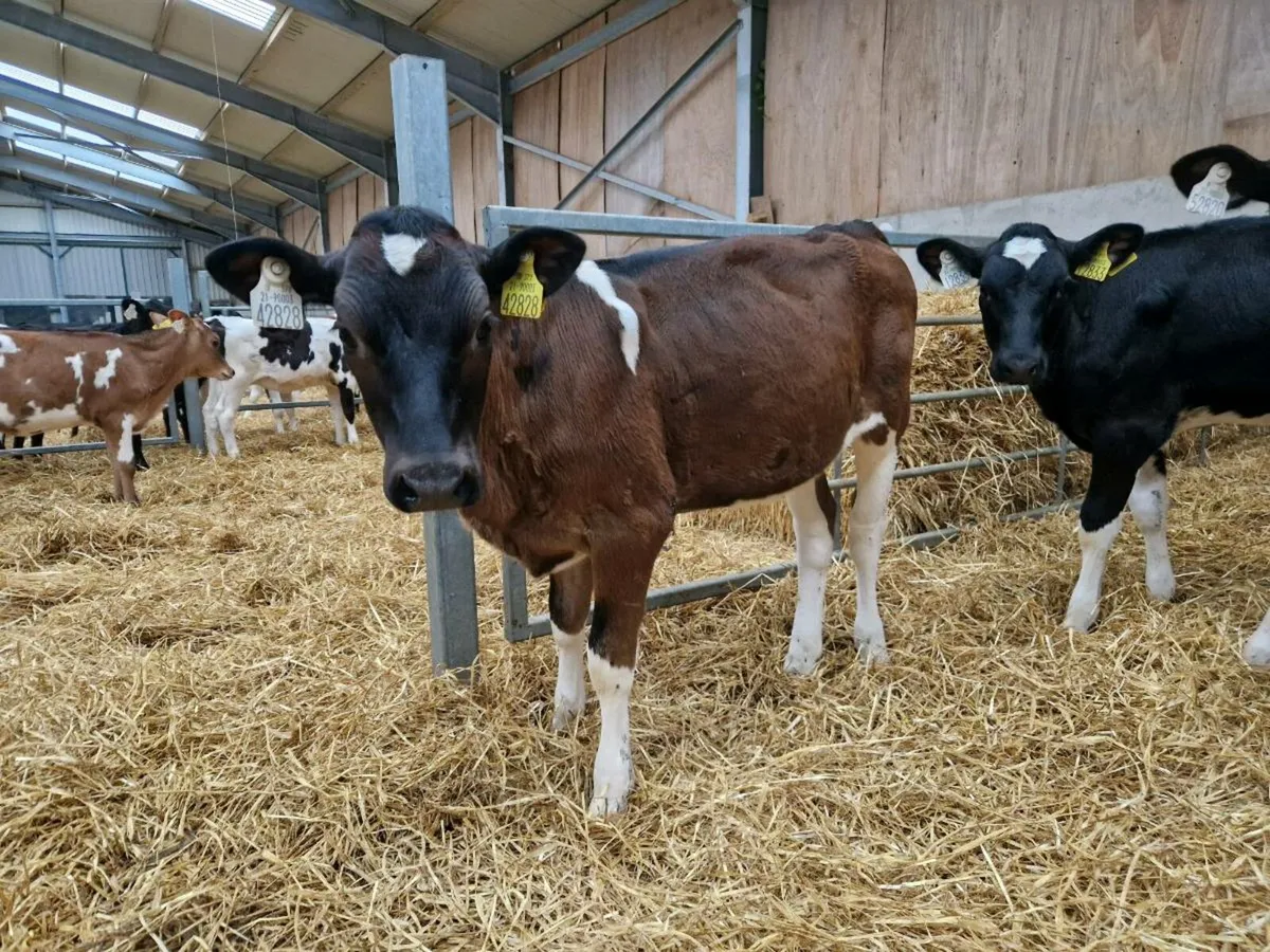 Xbred heifer calves - Image 2