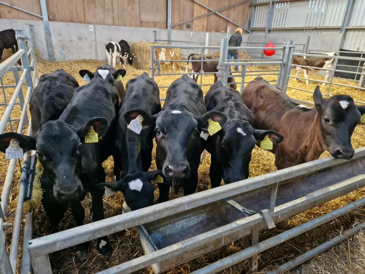 Xbred heifer calves - Image 1
