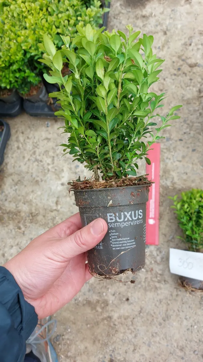 Box Hedging - Image 4