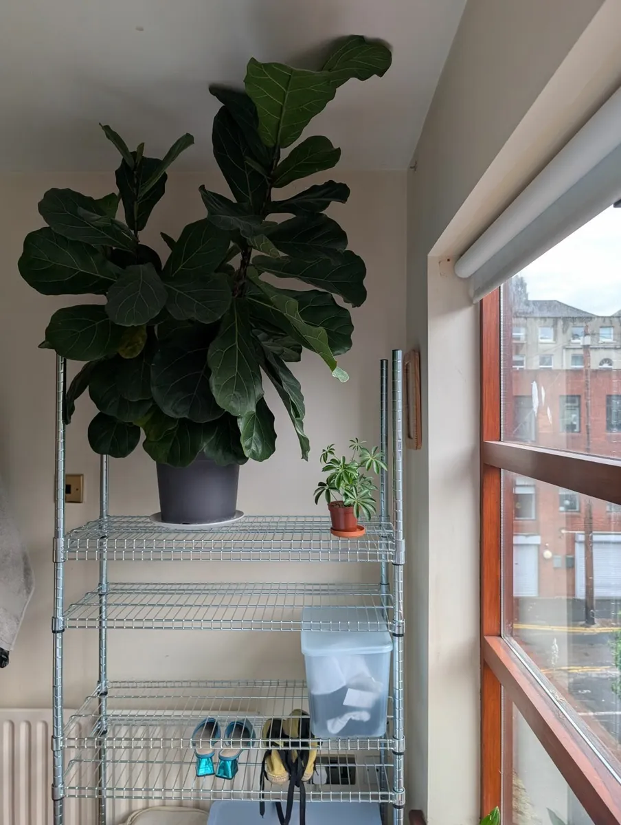 OMAR shelf - Image 1