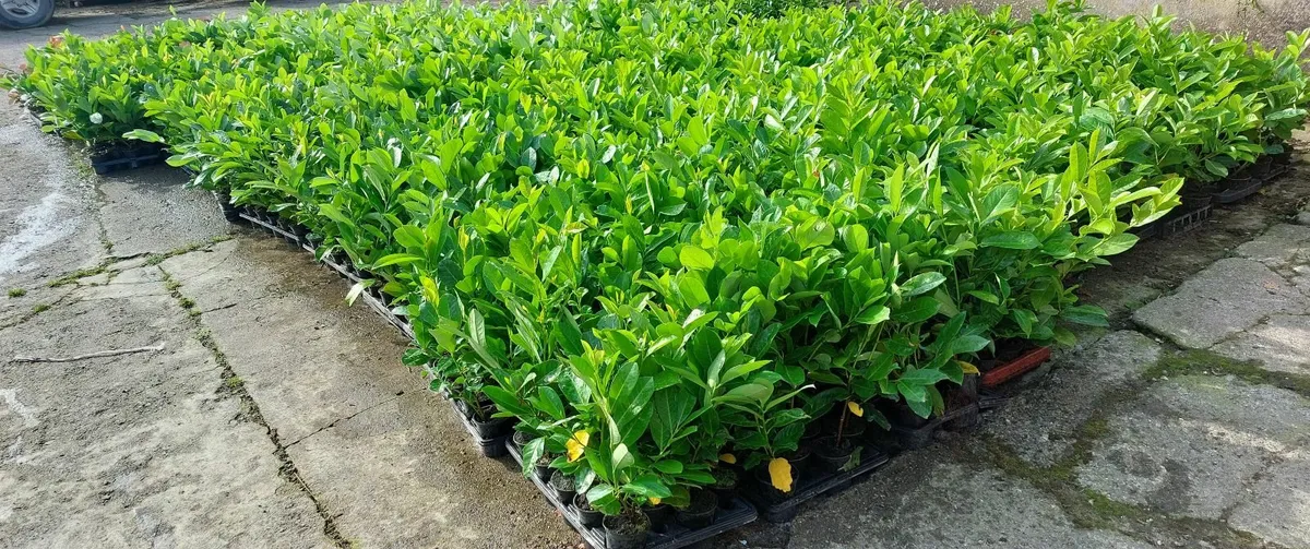 Laurel Hedging - Image 2