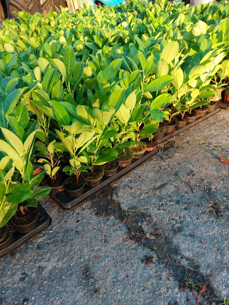 Laurel Hedging - Image 1