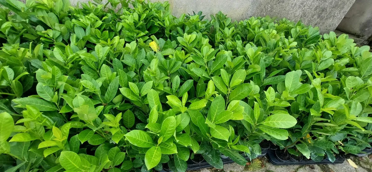 Laurel Hedging - Image 4