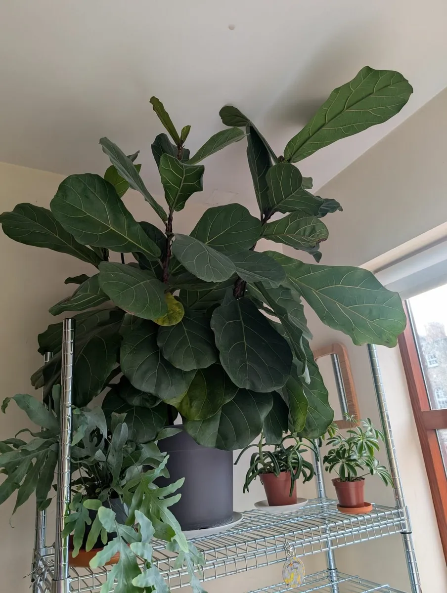 Fig tree - Image 1