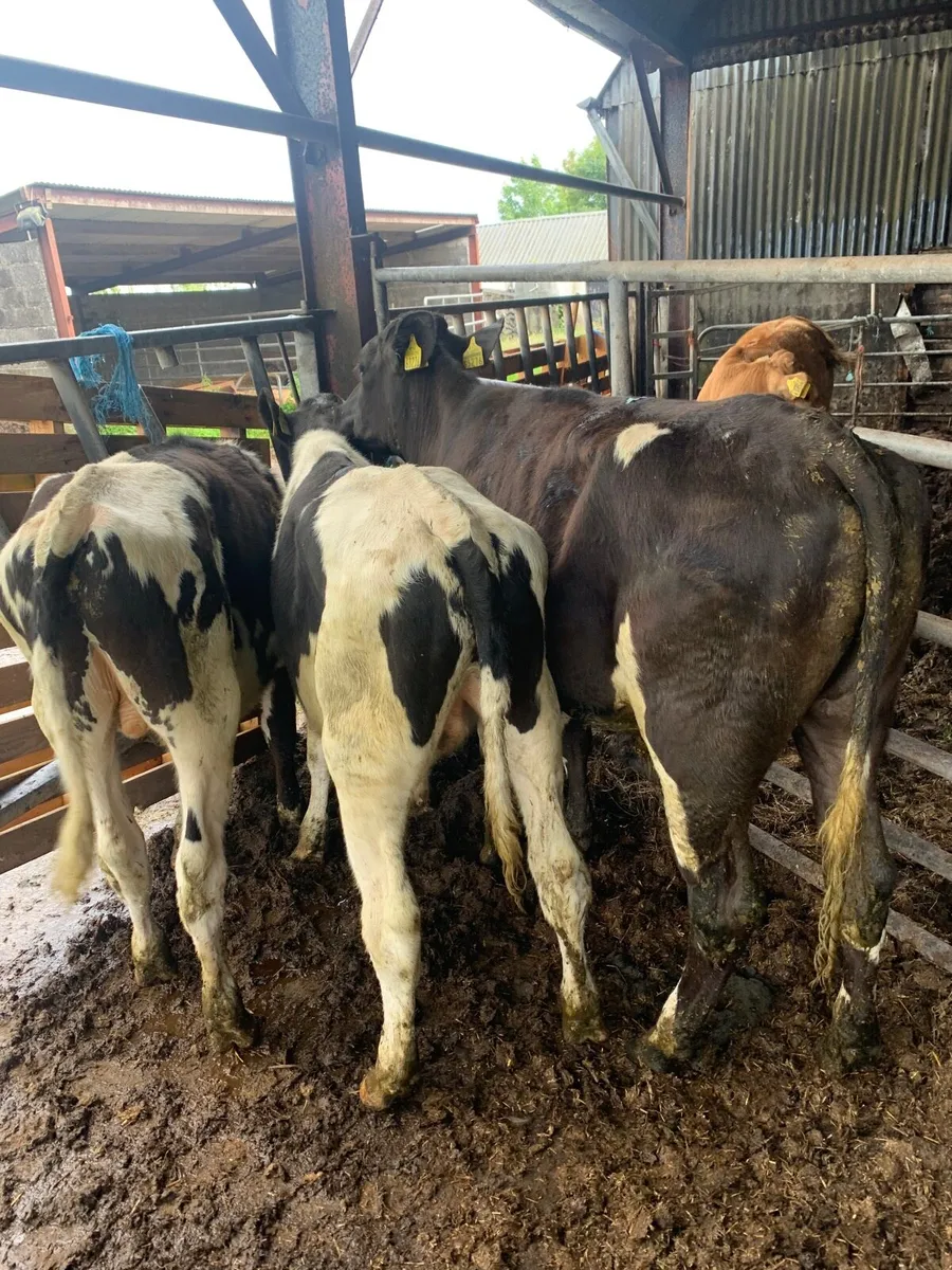 3 British FR Bullocks for sale - Image 4
