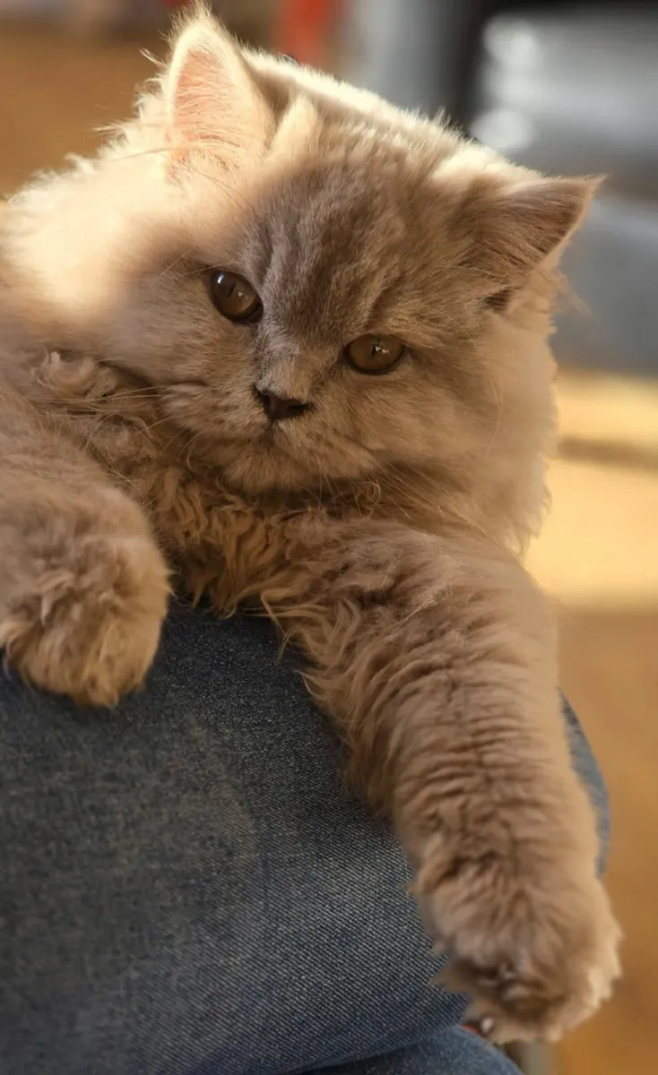 Beautiful, registered fawn British Longhair Cat - Image 4