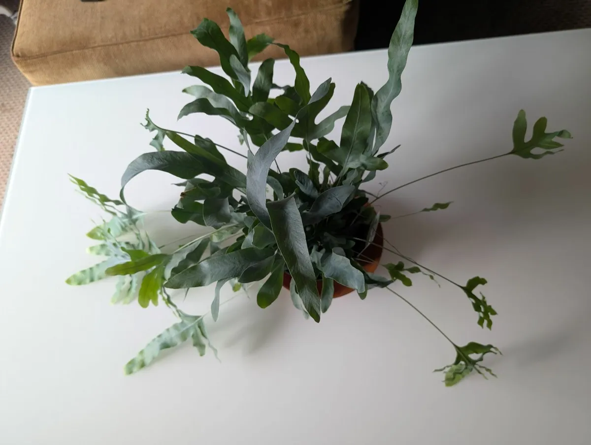 Blue fern - Image 3