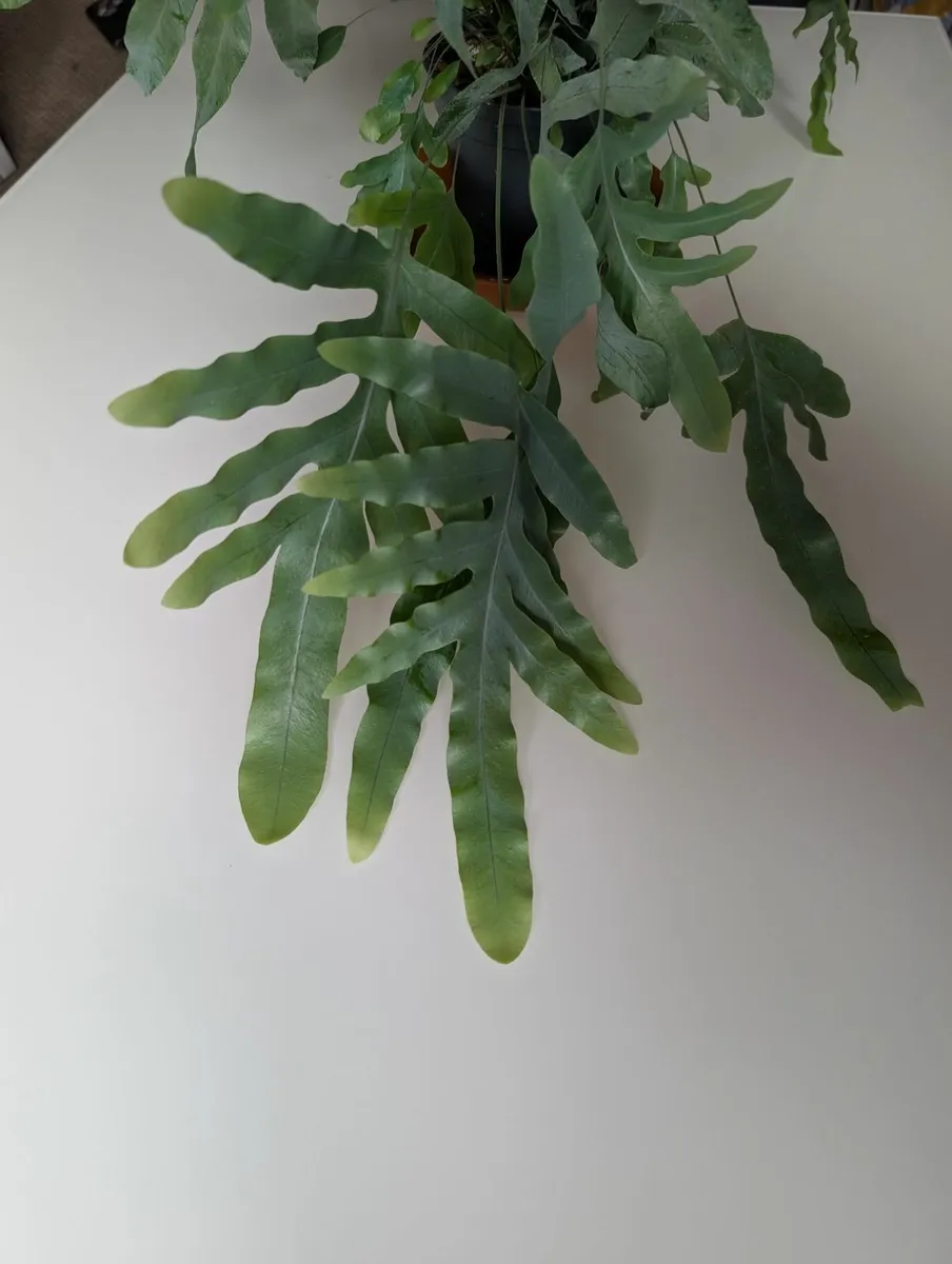 Blue fern - Image 4