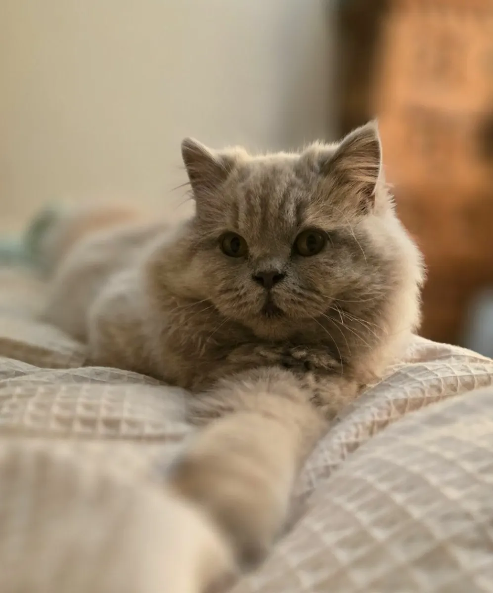 Beautiful, registered fawn British Longhair Cat - Image 1