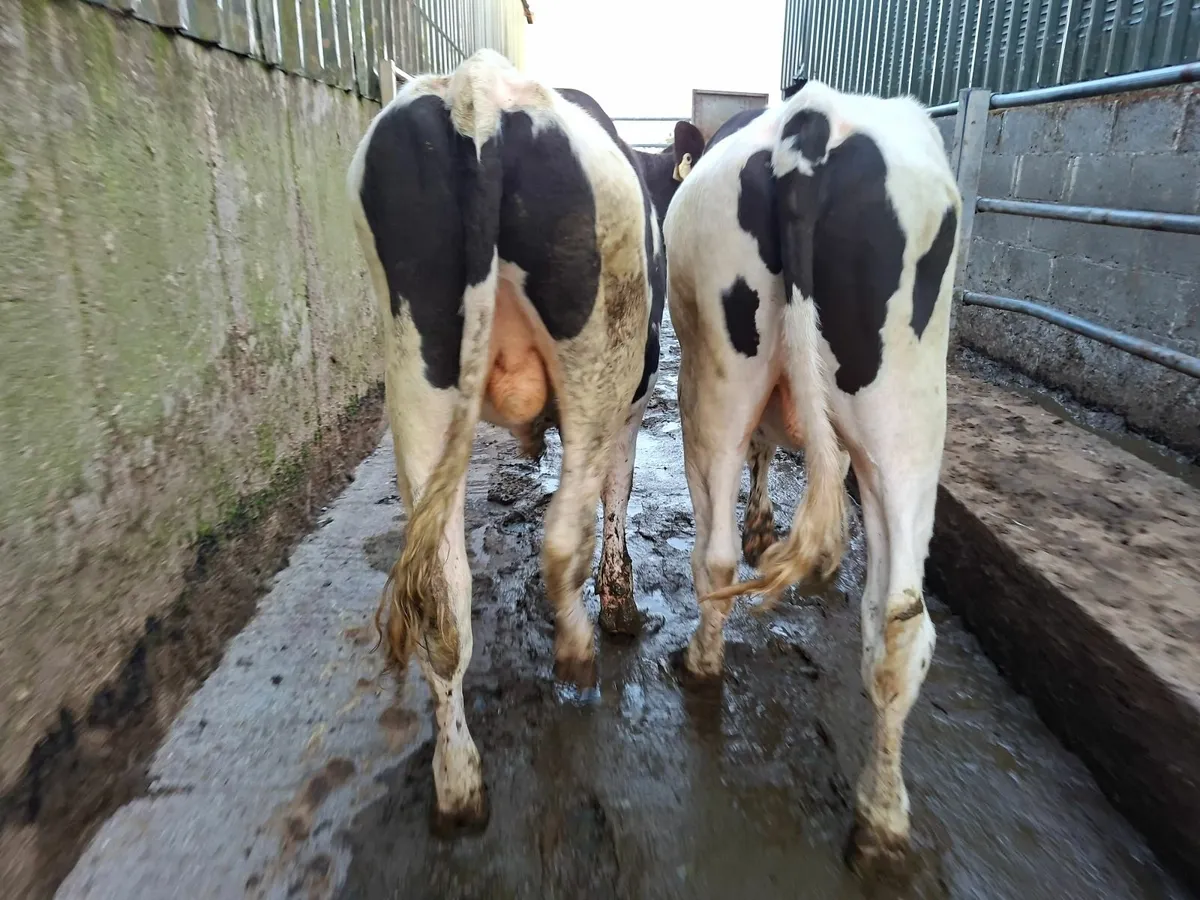Friesan  Bullocks - Image 2
