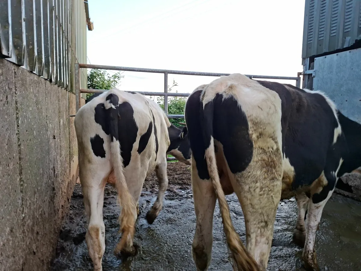 Friesan  Bullocks - Image 1