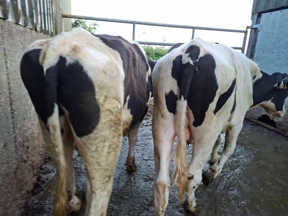 Friesan  Bullocks - Image 3