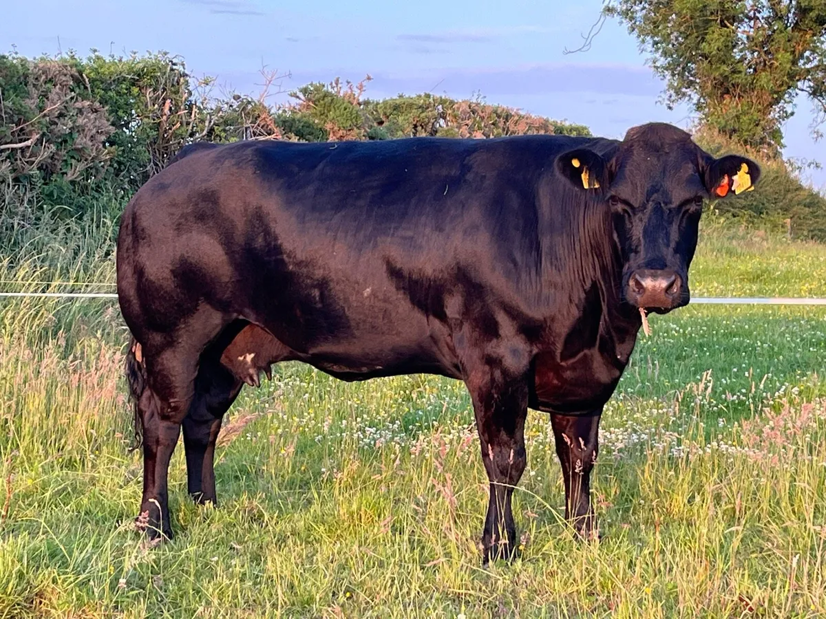 3 serious cull cows for ballinasloe mart wed 18/6 - Image 1