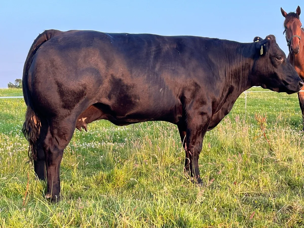 3 serious cull cows for ballinasloe mart wed 18/6 - Image 2