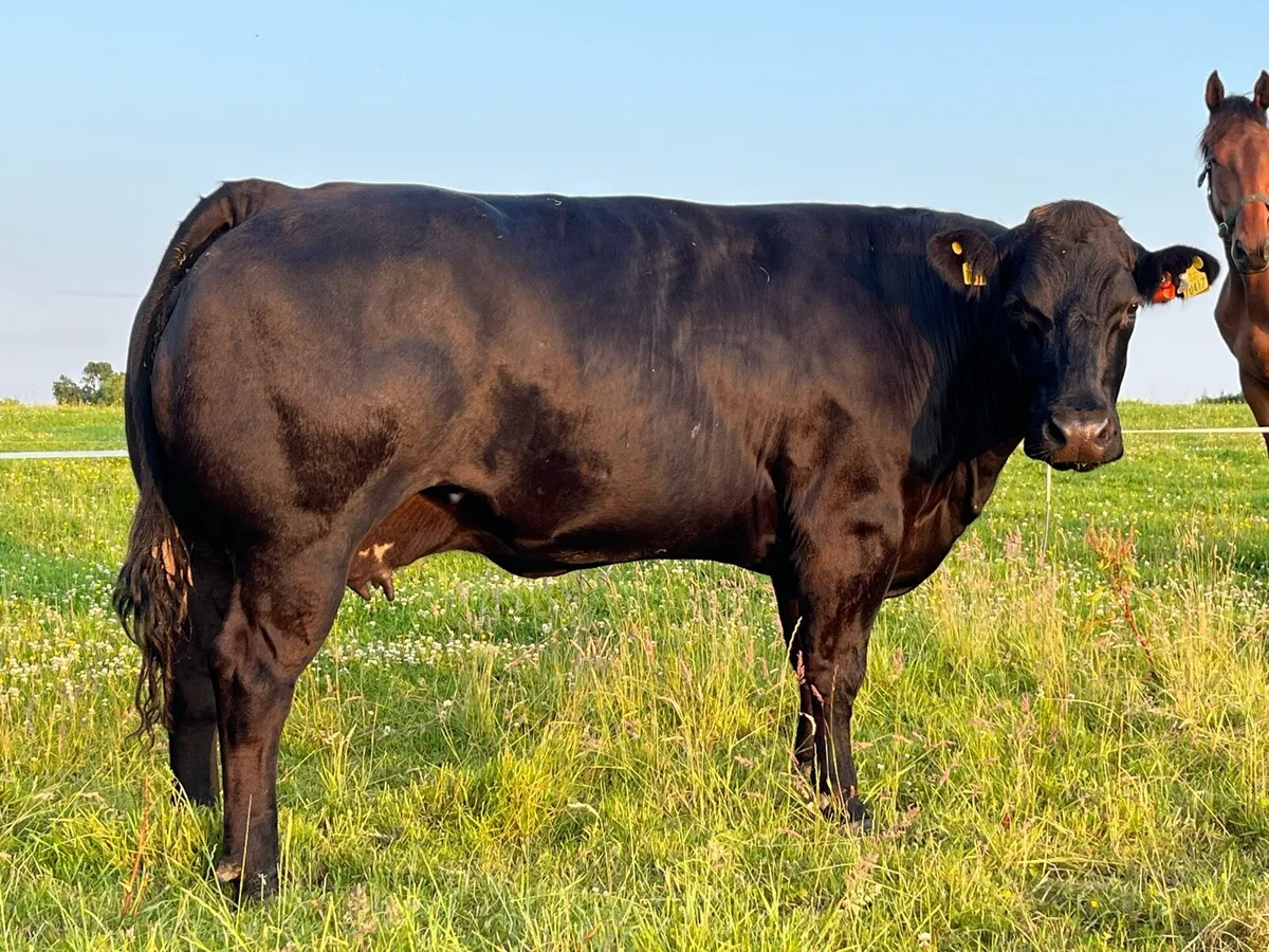 3 serious cull cows for ballinasloe mart wed 18/6 - Image 3
