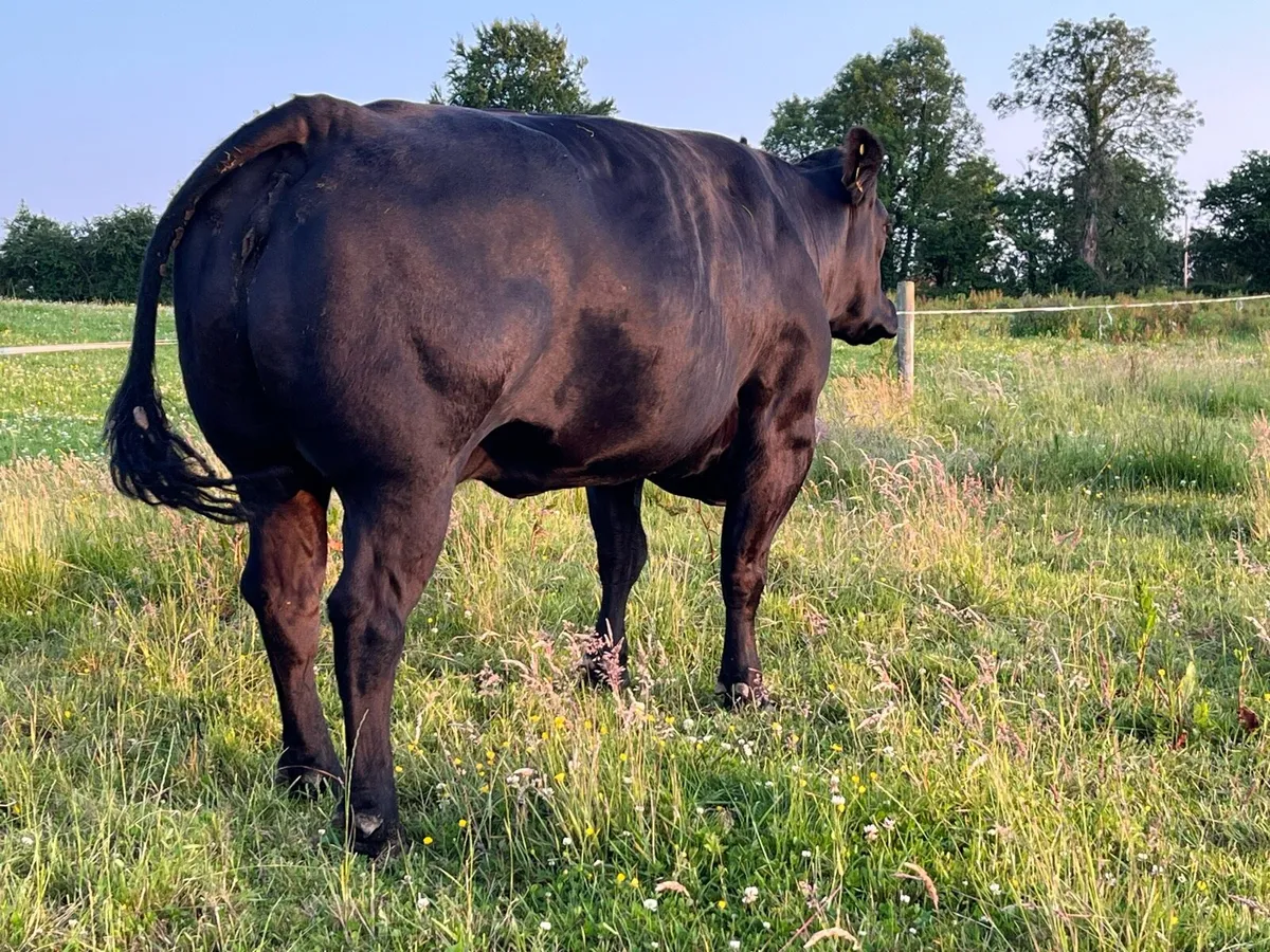 3 serious cull cows for ballinasloe mart wed 18/6 - Image 4
