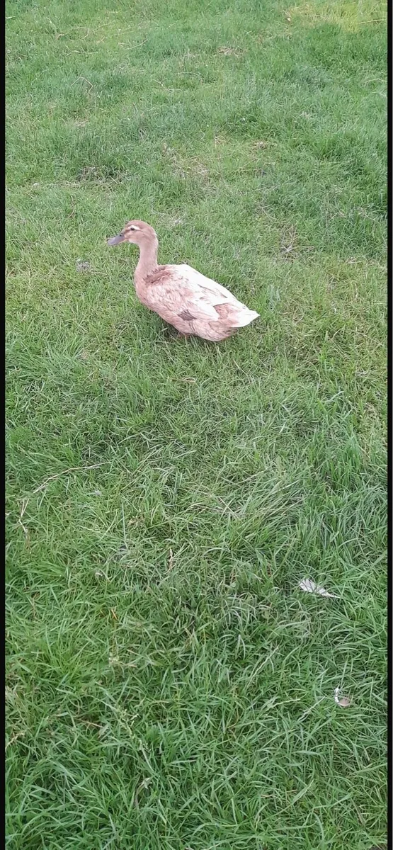 Ducks - Image 2