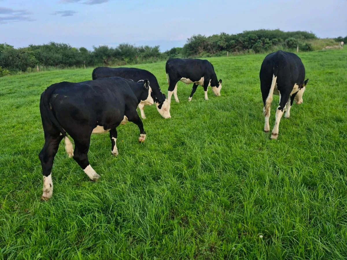Hereford heifers - Image 1