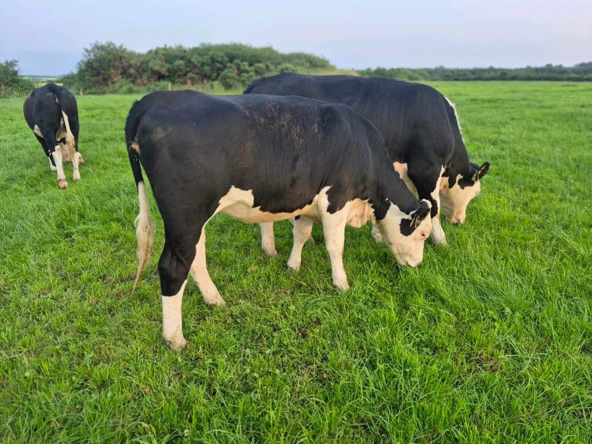 Hereford heifers - Image 2