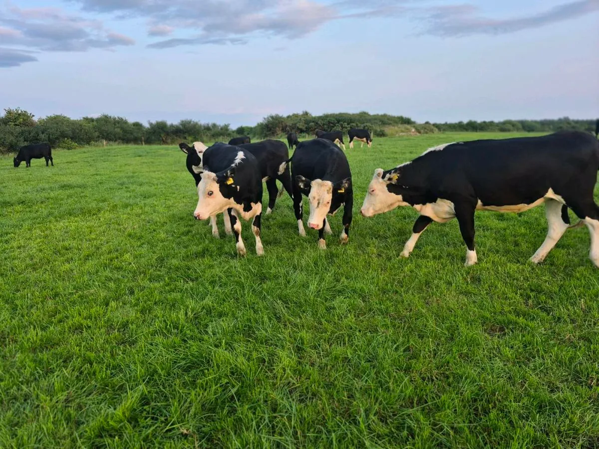 Hereford heifers - Image 3