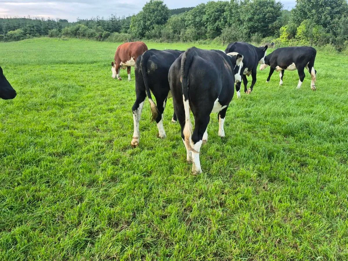 Hereford heifers - Image 4