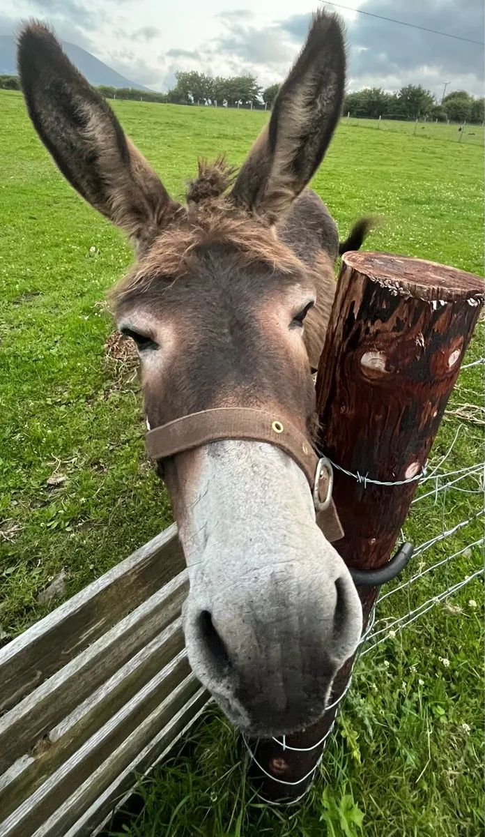 Donkey - Image 2