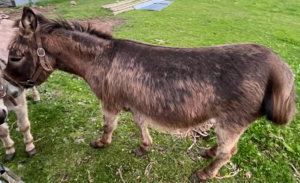 Donkey - Image 3