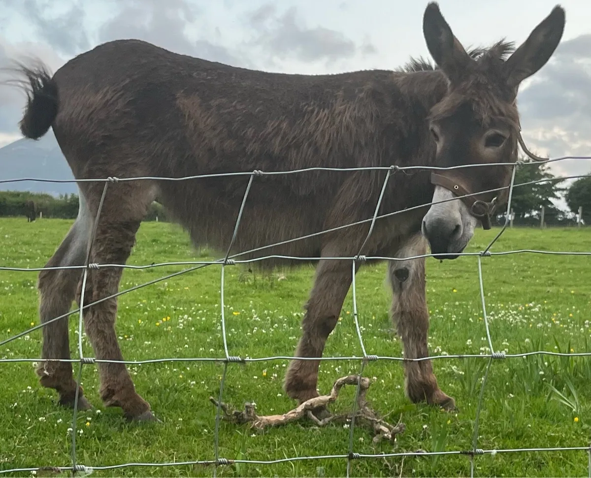 Donkey - Image 4