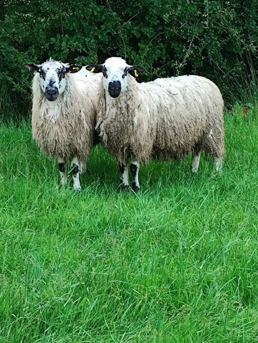 Vasectomised Mature Teaser Rams - Image 2