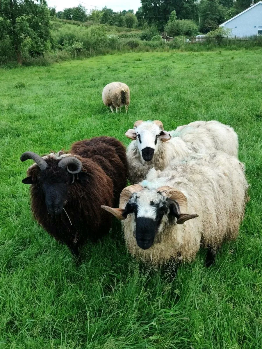 Vasectomised Mature Teaser Rams - Image 4