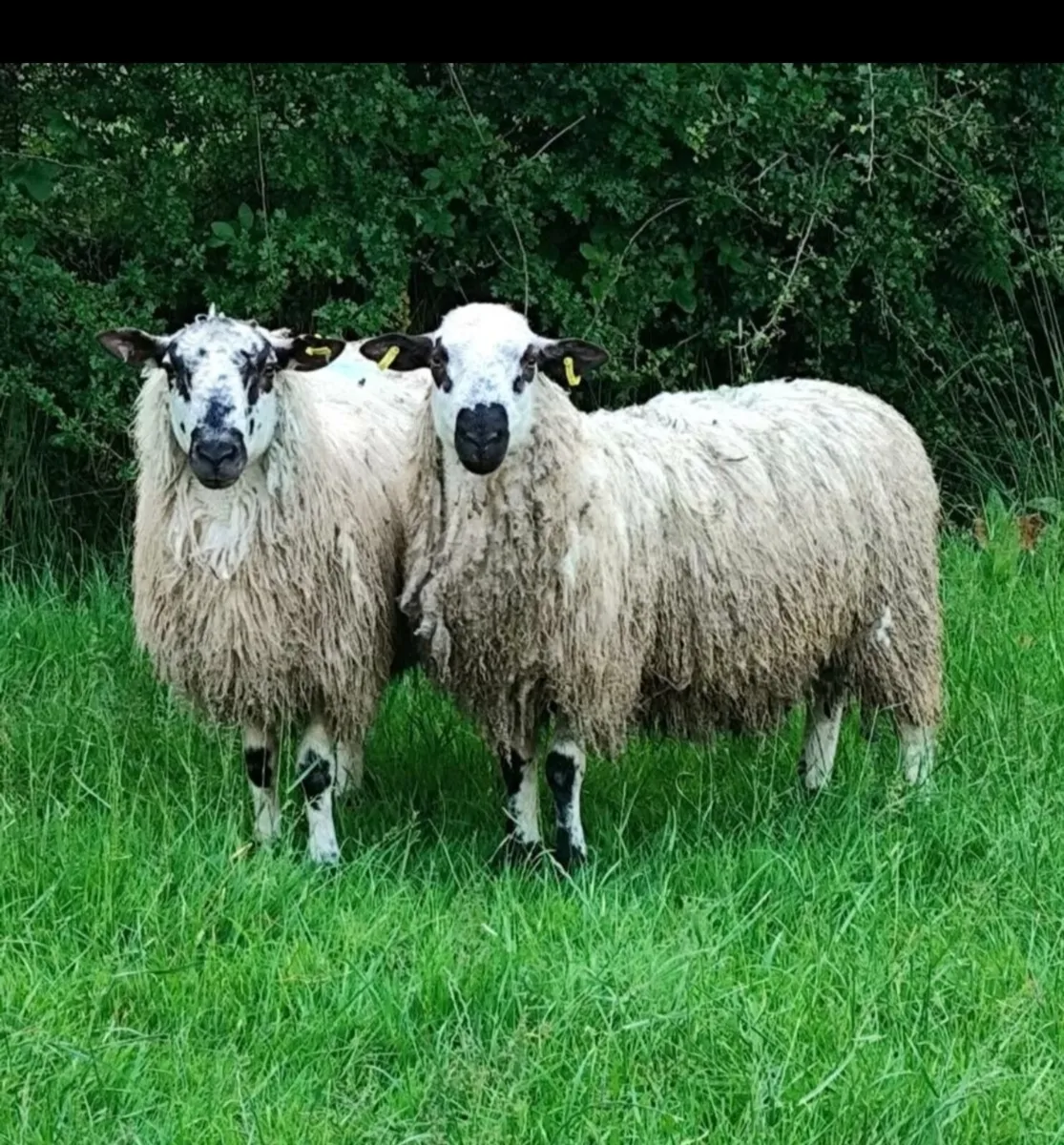Vasectomised Mature Teaser Rams - Image 1