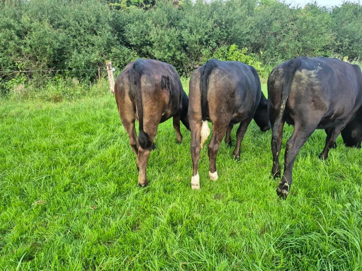 Limousin heifers - Image 1