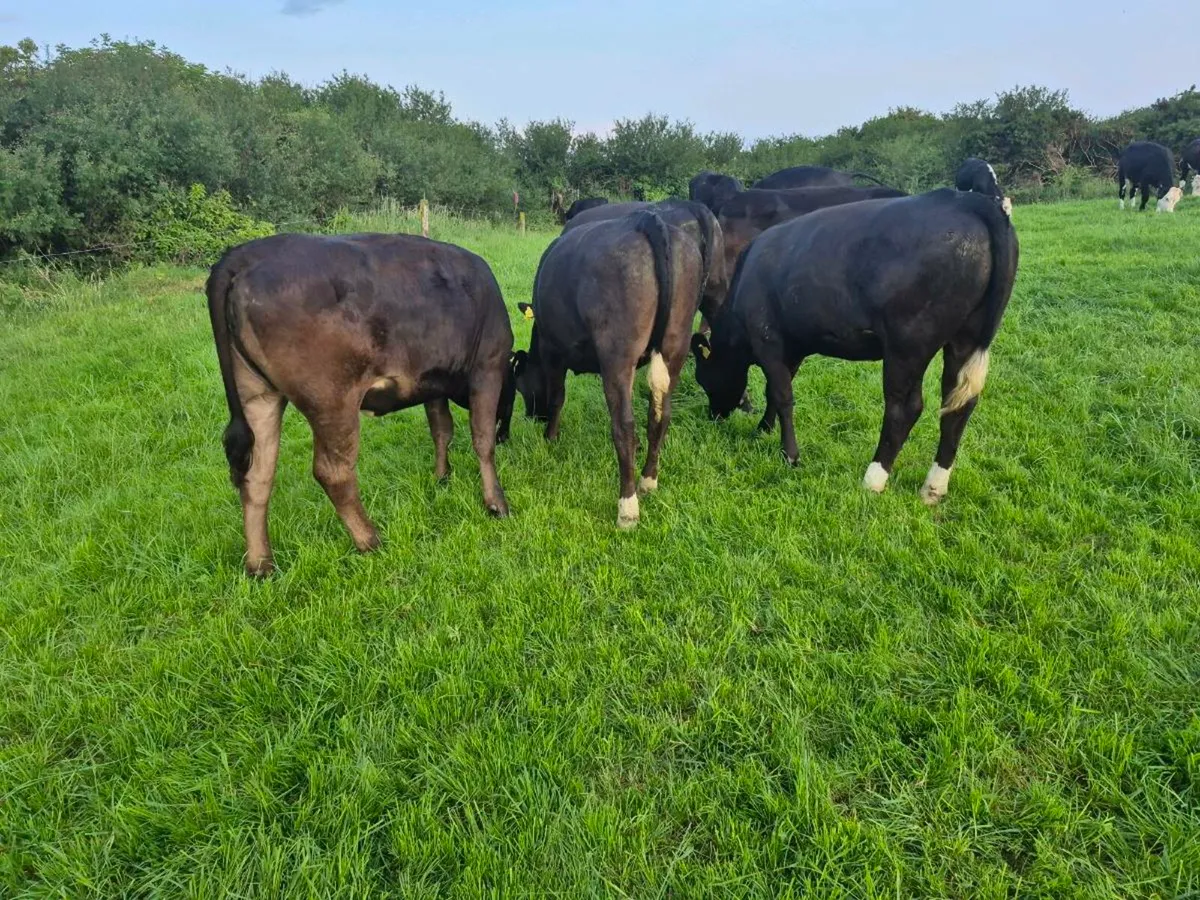 Limousin heifers - Image 2