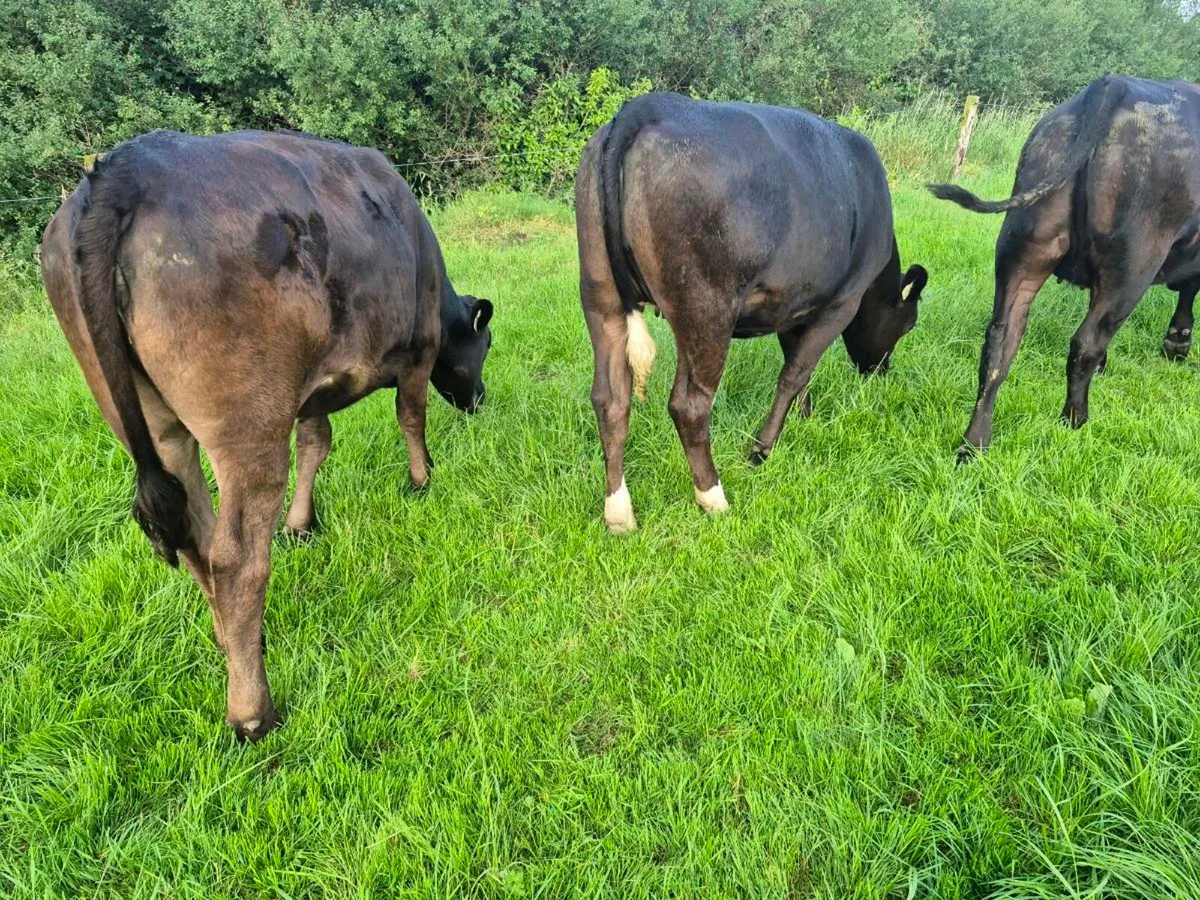 Limousin heifers - Image 3