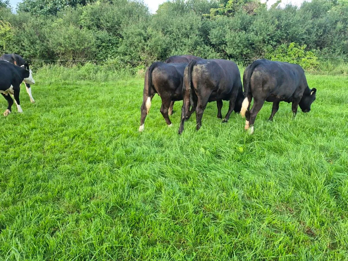 Limousin heifers - Image 4