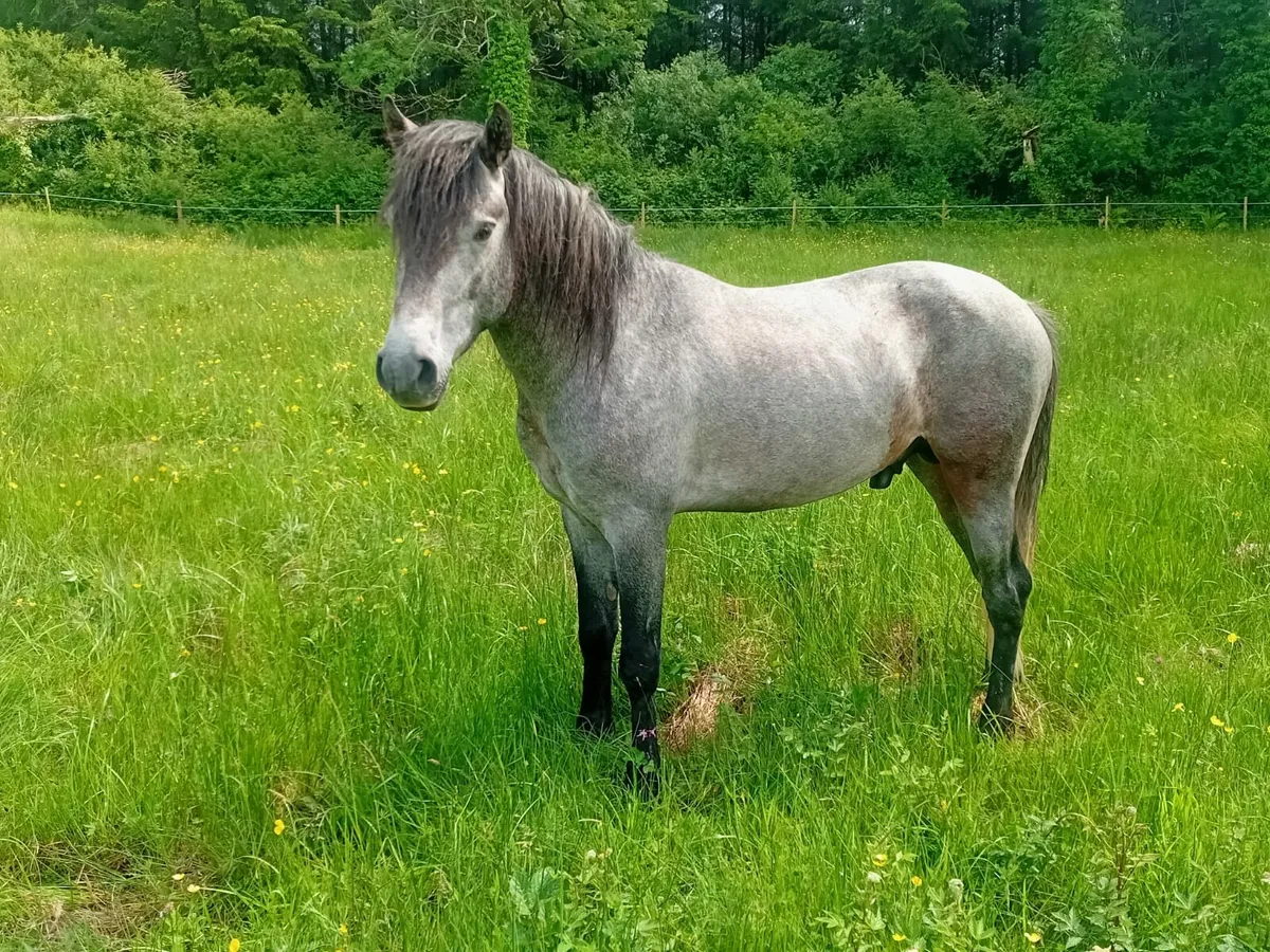3year old colt - Image 1