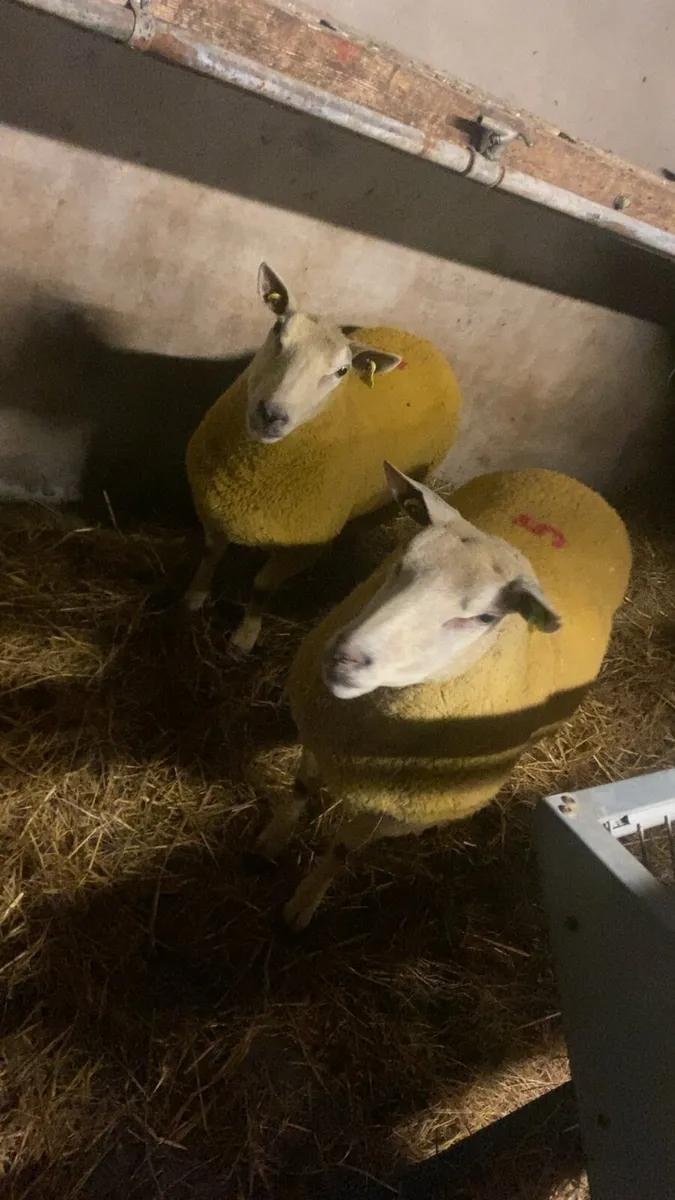 Pbr Charlaois Ewes Wanted