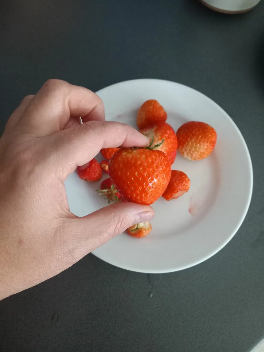 Strawberry plants 🍓 - Image 1