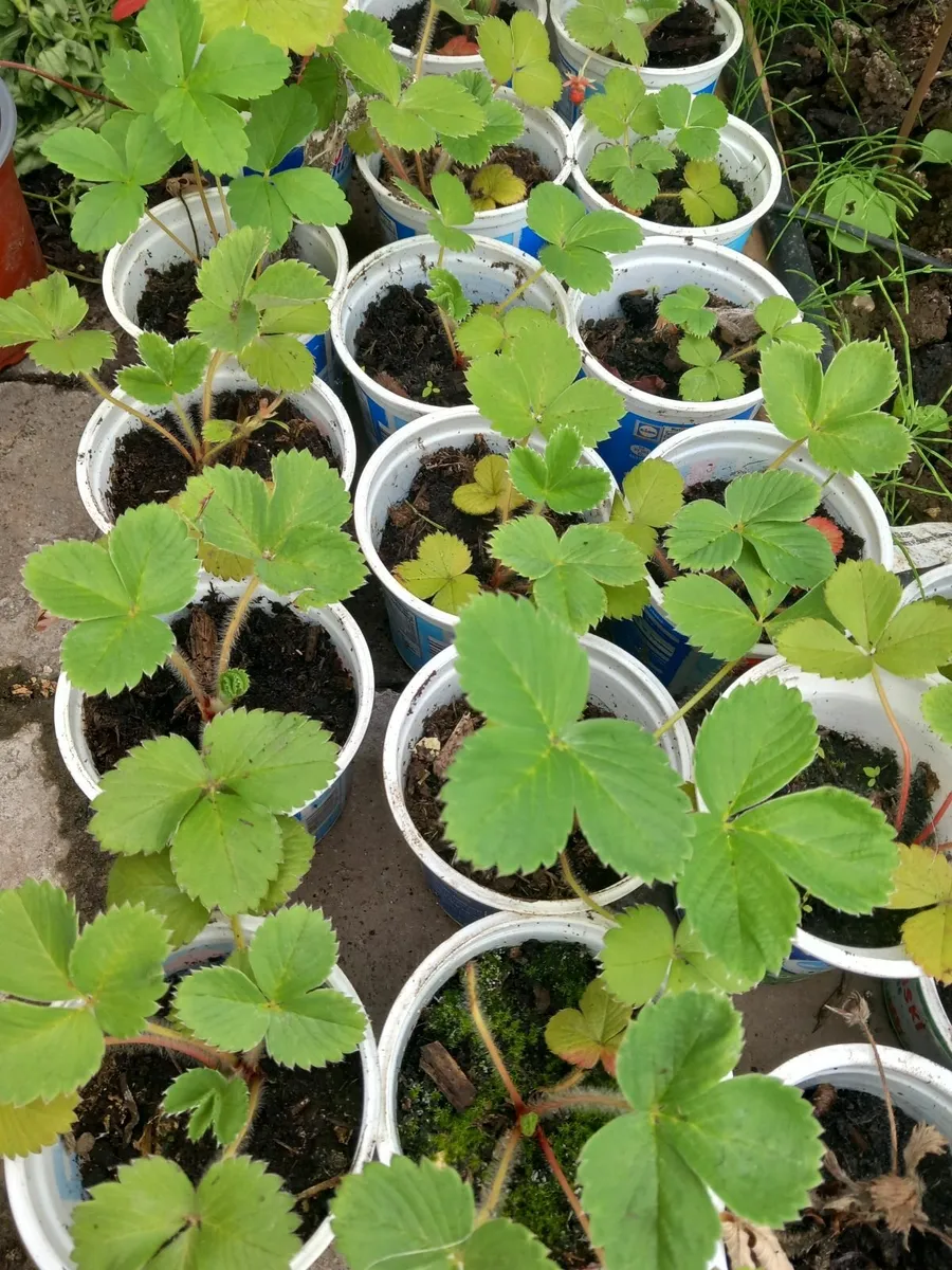 Strawberry plants 🍓 - Image 2