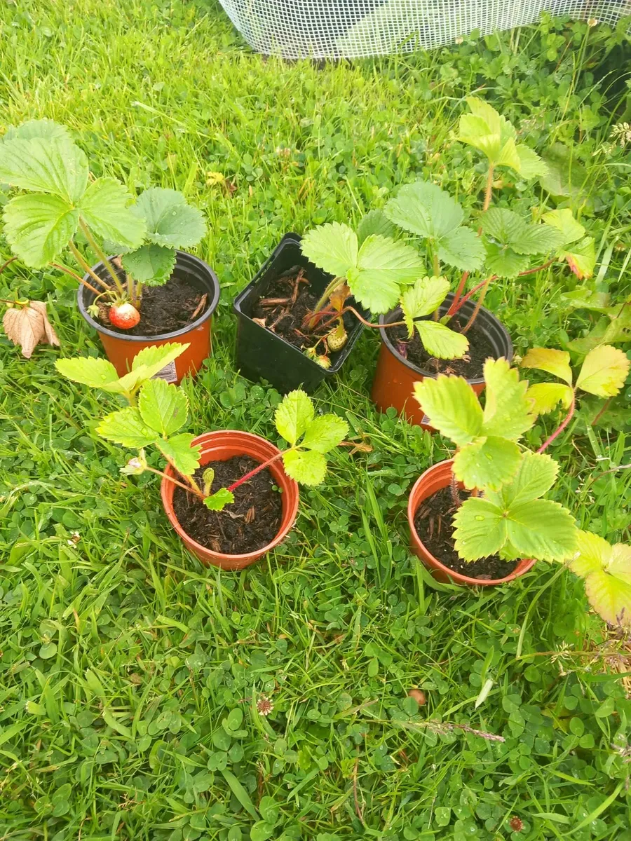 Strawberry plants 🍓 - Image 3